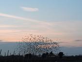 birds-flock-sky-animals-sunset-643834.jpg