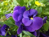 purple-flower-purple-flower-739346.jpg