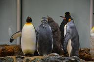 penguins-zoo-antarctica-animal-1286036.jpg