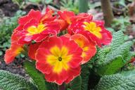 primrose-spring-blossom-bloom-red-1310692.jpg