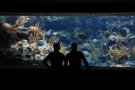 aquarium-fish-submarine-water-1501360.jpg