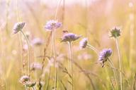 wildflowers-field-flowers-summer-1406845.jpg