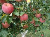 apples-autumn-fruit-healthy-garden-455515.jpg