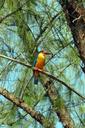 stork-billed-kingfisher-251068.jpg