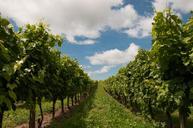 vineyard-blue-sky-winery-440343.jpg