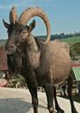 goat-buck-billy-goat-bock-horns-456106.jpg