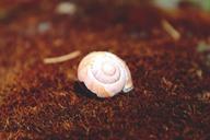 snail-shell-snail-shell-mollusk-1407375.jpg