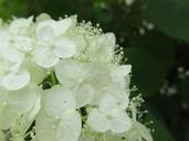 hydrangea-white-flowered-deciduous-623543.jpg