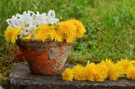 flowerpot-dandelion-yellow-1346044.jpg