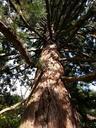 sequoia-tree-branches-trunk-forest-984921.jpg