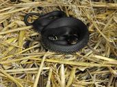 grass-snake-slow-worm-compost-672538.jpg