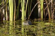 pond-chicks-bird-reed-swim-duck-190766.jpg