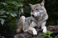 wolf-isegrim-predator-carnivores-1336231.jpg