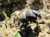 beetle-earth-animal-insect-nature-395651.jpg