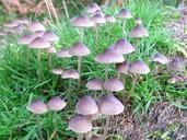 mushroom-fungi-fungus-wild-cap-317814.jpg