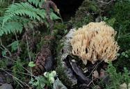 fungus-mushroom-fern-autumn-season-290749.jpg