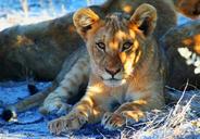 lion-etosha-namibia-africa-safari-1305801.jpg