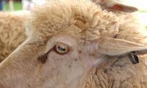 sheep-state-fair-farm-agriculture-1017523.jpg