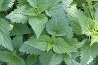 fresh-nettle-nature-plant-green-1017932.jpg