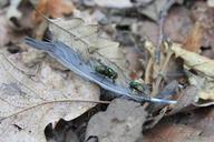 bird-feathers-fly-golden-green-87395.jpg