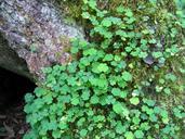 clover-green-nature-field-70561.jpg