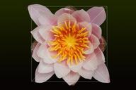 water-lilies-nymphaea-lake-rose-372634.jpg