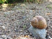 snail-pebble-stone-shell-animals-623563.jpg