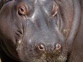 hippo-hippopotamus-animal-africa-830653.jpg