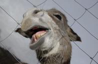 donkey-animals-nature-mouth-teeth-1062669.jpg