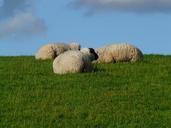 flock-of-sheep-sheep-group-concerns-57697.jpg