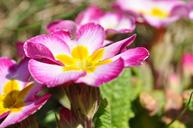 primrose-flower-plant-garden-736525.jpg