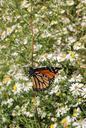 monarch-butterfly-insect-wing-71674.jpg