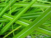 grass-leaves-green-plant-leaf-569263.jpg