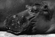 hippo-animals-zoo-hippopotamus-229812.jpg