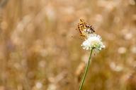 butterfly-nature-insect-animal-828134.jpg