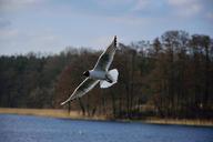 seagull-bird-flight-nature-wings-1429106.jpg