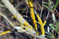 weave-branch-yellow-autumn-mood-493203.jpg