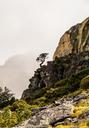 cliff-tree-vegetation-mountain-984419.jpg