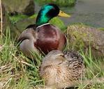 mallard-anas-platyrhynchos-duck-333775.jpg