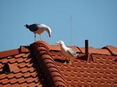 seagulls-birds-love-roof-668786.jpg