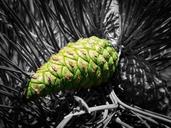 cone-forest-pine-summer-1477617.jpg