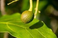 hass-avocado-baby-new-avocado-1054736.jpg