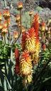 cactus-flower-orange-red-aloe-vera-676713.jpg