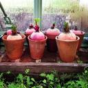 beetroot-greenhouse-garden-944168.jpg