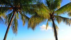 palm-trees-coconut-coconut-tree-630089.jpg