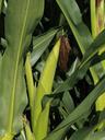 corn-plant-corn-on-the-cob-896661.jpg