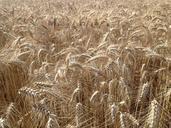 fields-wheat-cereals-732221.jpg