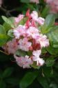 azalea-flowering-shrubs-blossom-373094.jpg