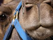 hairs-snout-mammal-dromedary-630204.jpg