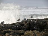 Seagulls-and-the-Waves.jpg